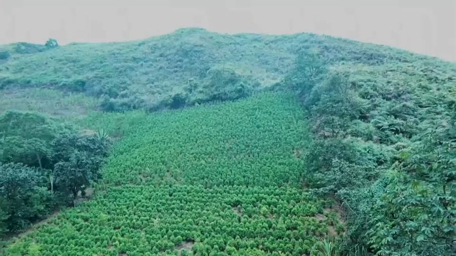 Kolumbiens Präsident will Bauern beim Koka-Umstieg unterstützen: "Der Hunger spricht letztlich lauter"