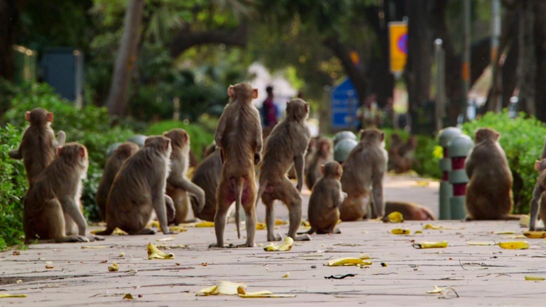 Affen sind überall in der indischen Hauptstadt Neu Delhi Bild: crl