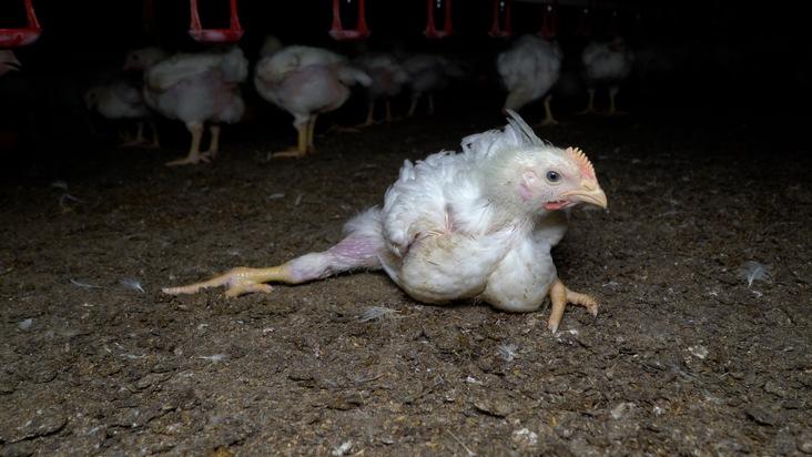 Recherchen belegen Tierquälerei für Hühnerfleisch von Lidl Bild: Equalia