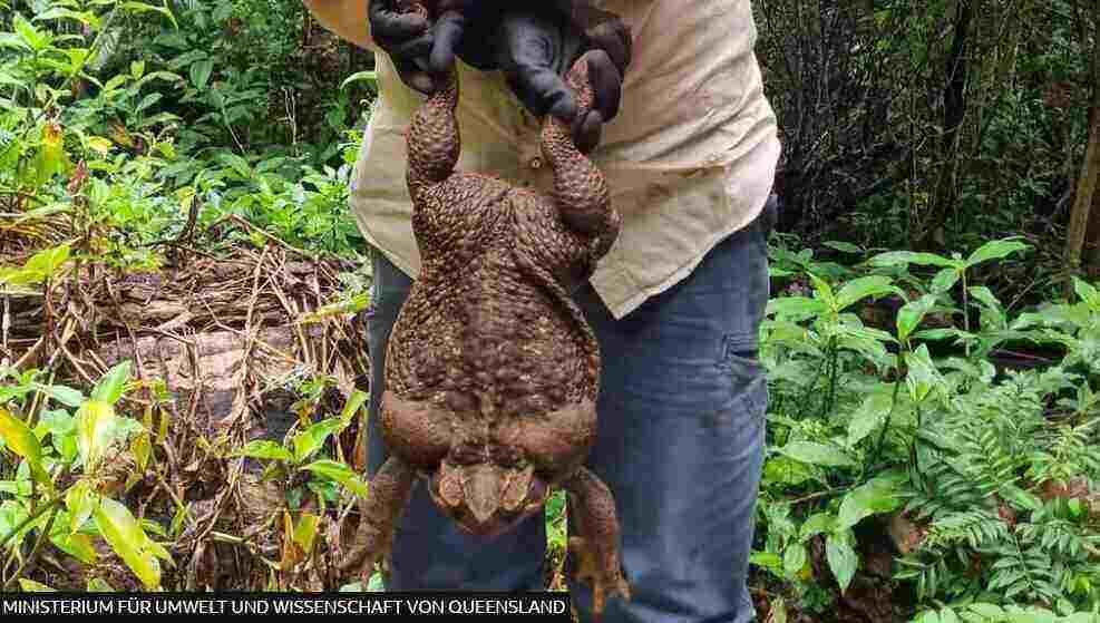 Australiens "Toadzilla": Rekordverdächtige Aga-Kröte in Queensland gefunden