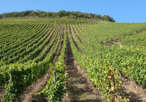 Die Anbaufläche von Öko-Weinen in Deutschland wächst Die Anbaufläche von Öko-Weinen in Deutschland wächst