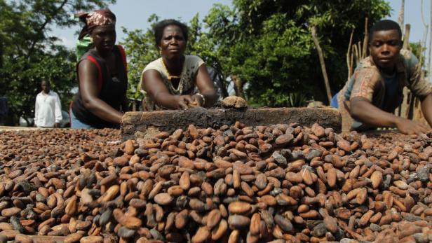Afrika: Rund 800000 Kinder verrichten auf den Kakaoplantagen schwere Arbeit