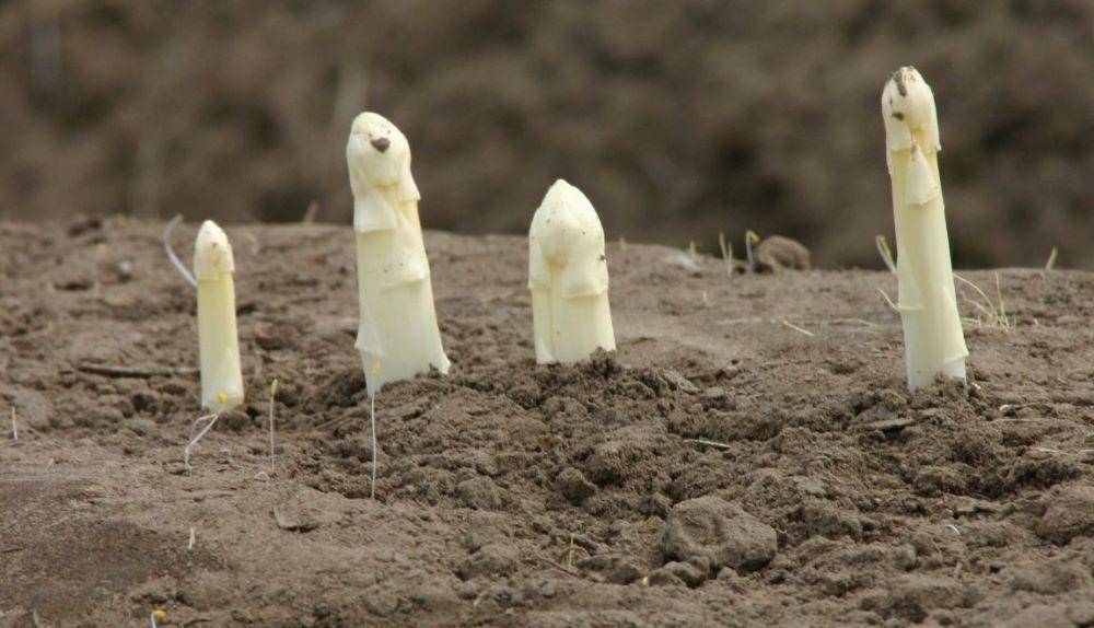 Vor Beginn der Spargelsaison blicken Landwirte mit Sorge auf den Absatz des Edelgemüses