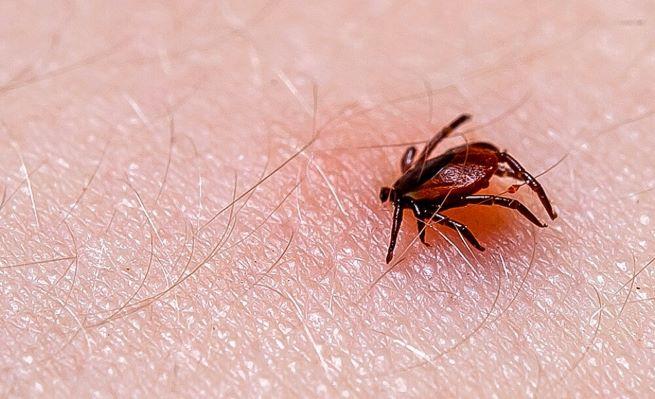 RKI weitet Risikogebiete für die meist von Zecken übertragene Hirnentzündung aus RKI weitet Risikogebiete für die meist von Zecken übertragene Hirnentzündung aus