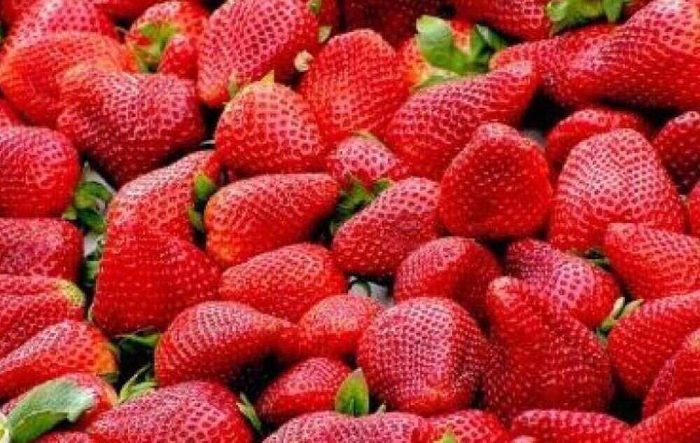 Anbau von Erdbeeren für den deutschen Markt sorgt für Streit in Spanien Anbau von Erdbeeren für den deutschen Markt sorgt für Streit in Spanien