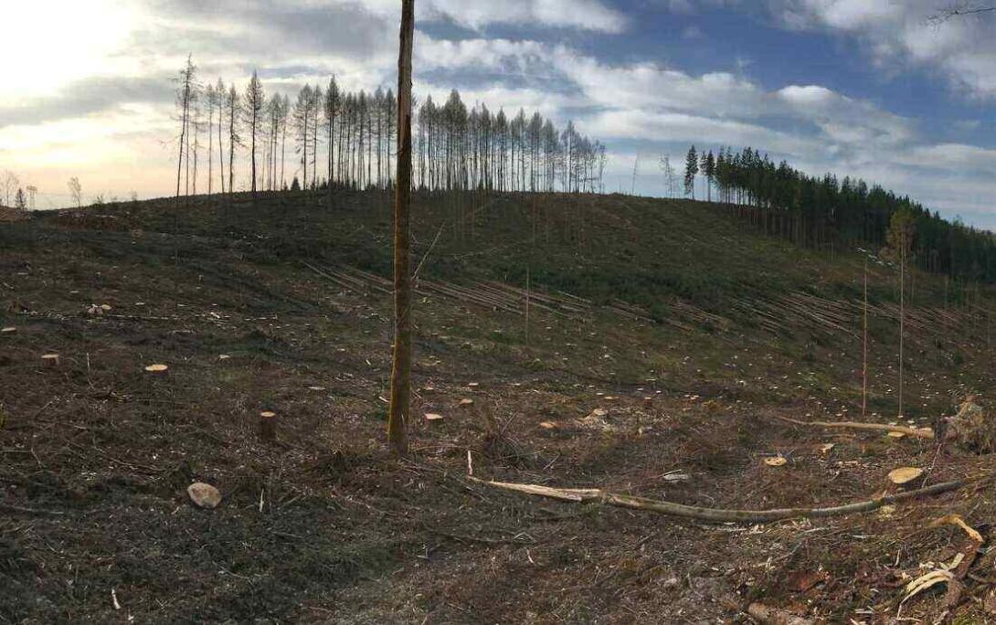 Durch Import von Rohstoffen ist Deutschland einer der größte Treiber von bergbaubedingter Waldzerstörung Durch Import von Rohstoffen ist Deutschland einer der größte Treiber von bergbaubedingter Waldzerstörung