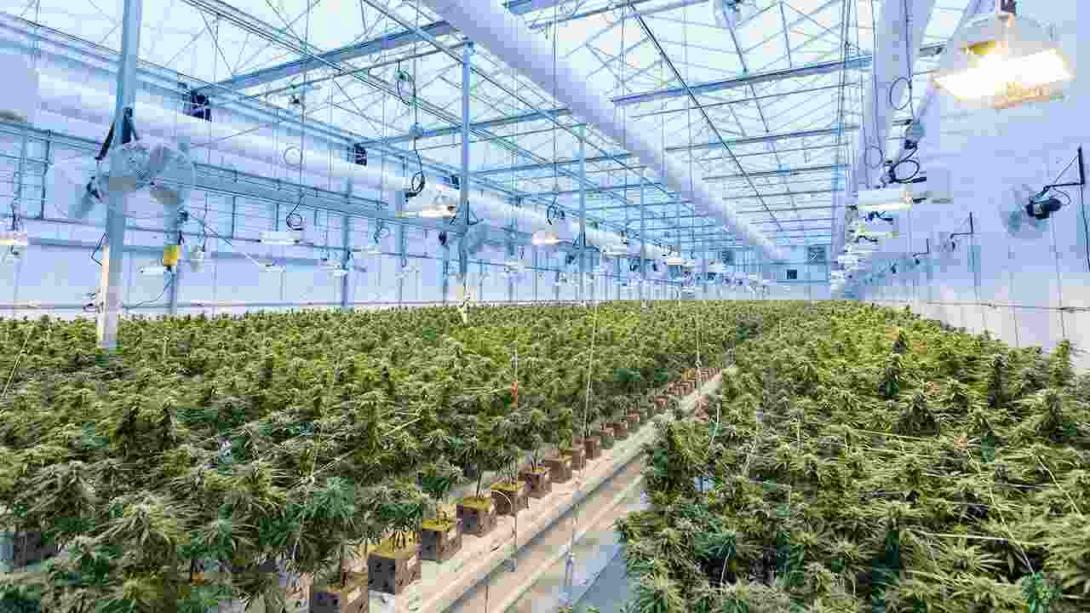 Drogenbeauftragte warnt unionsregierte Länder Modellversuche für kommerziellen Cannabis-Verkauf zu blockieren