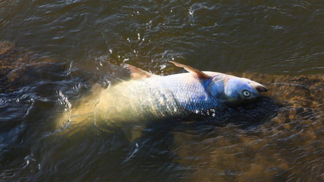 Polen hat das jüngste Fischsterben in der Oder bisher nicht an deutsche Behörden gemeldet Polen hat das jüngste Fischsterben in der Oder bisher nicht an deutsche Behörden gemeldet