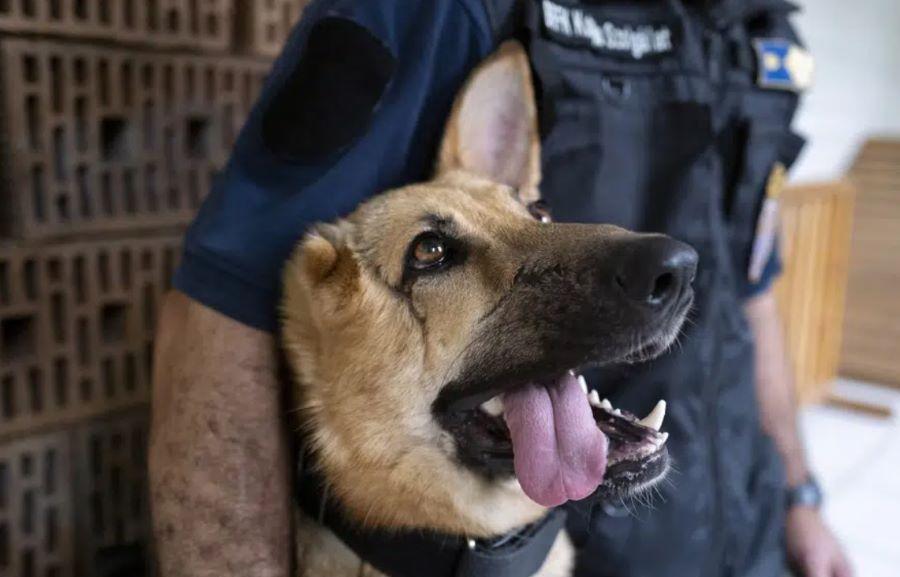 In der Ukraine verletzter Deutscher Schäferhund erhält Neuanfang bei der ungarischen Polizei In der Ukraine verletzter Deutscher Schäferhund erhält Neuanfang bei der ungarischen Polizei
