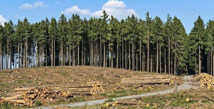 Klimawandel: Entwaldung nimmt trotz Zusagen zu Klimawandel: Entwaldung nimmt trotz Zusagen zu