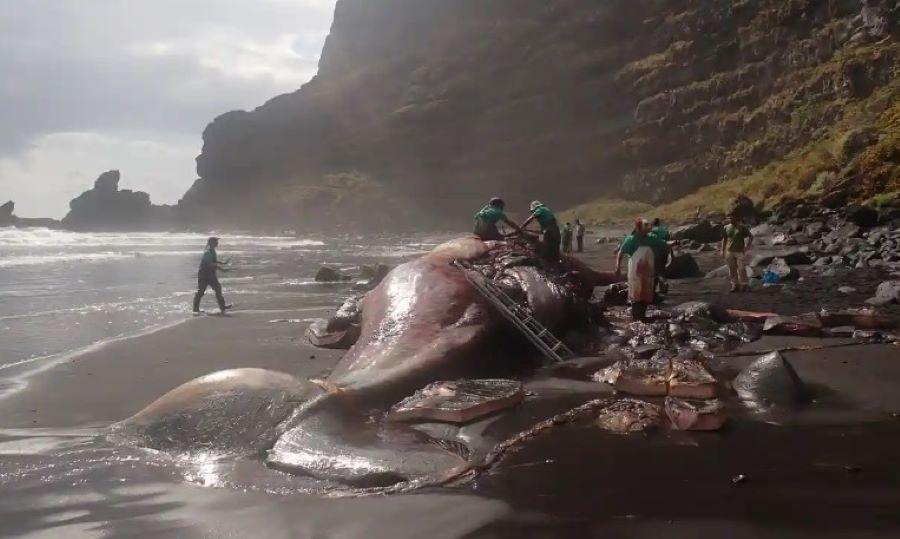 Pathologe aus Las Palmas findet "schwimmendes Gold" im Wert von 500.000 Euro in totem Pottwal