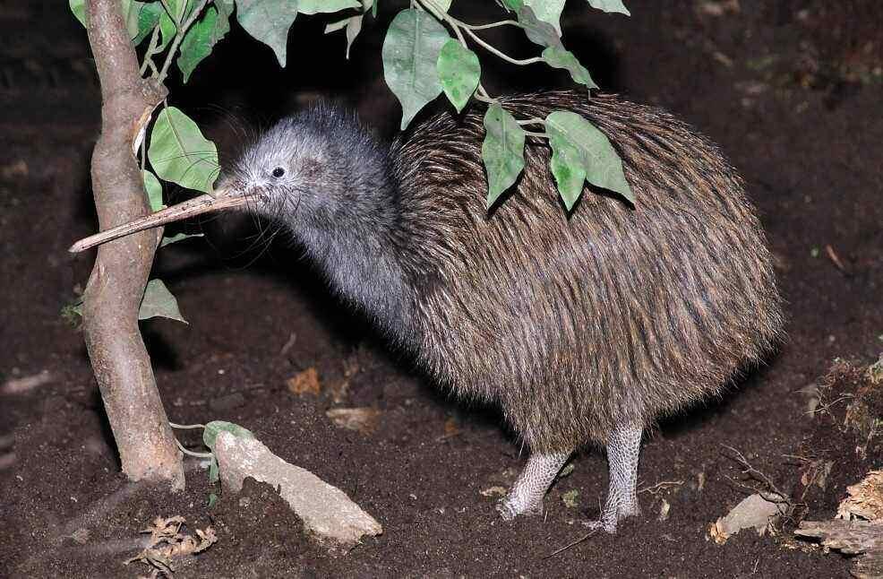 Sie stinken, haben schlechte Augen und doch ist der Kiwi der Nationalvogel Neuseelands Sie stinken, haben schlechte Augen und doch ist der Kiwi der Nationalvogel Neuseelands