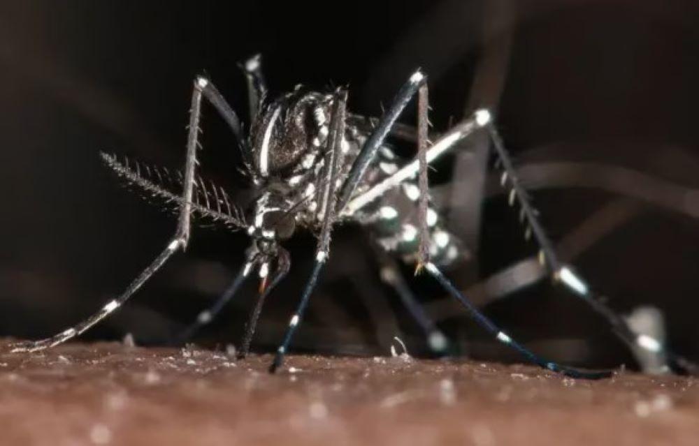 Aedes-Mücke in Italien: Verdacht auf Dengue-Fieber am Gardasee