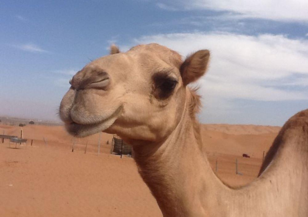 "Schönheitsköniginnen" gesucht: Warum das Klonen von Kamelen in Dubai ein großes Geschäft ist "Schönheitsköniginnen" gesucht: Warum das Klonen von Kamelen in Dubai ein großes Geschäft ist