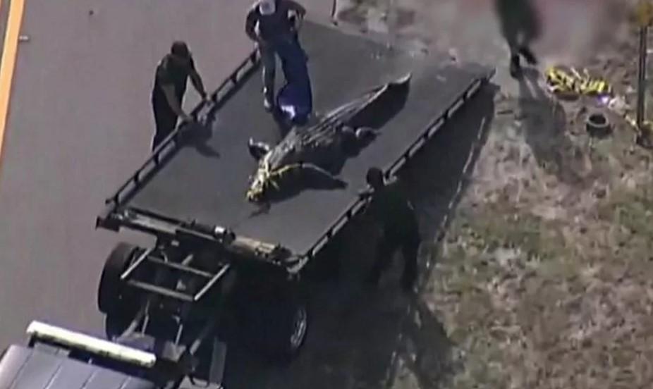 Frauenleiche im Maul eines 4 Meter langen Alligators in Florida gefunden Frauenleiche im Maul eines 4 Meter langen Alligators in Florida gefunden