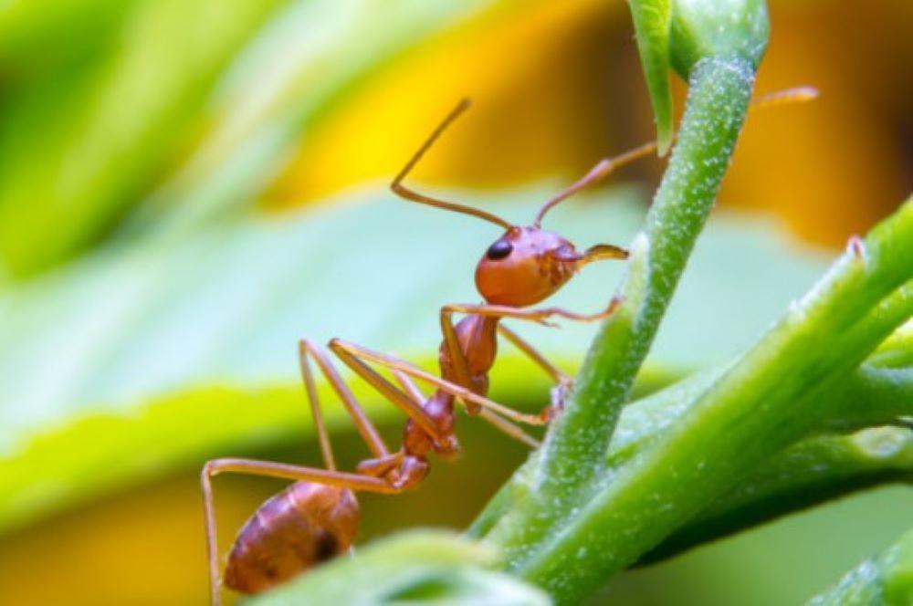 "Wir wussten, dass dieser Tag kommen wird": Gefürchteten Roten Feuerameisen in Europa auf dem Vormarsch