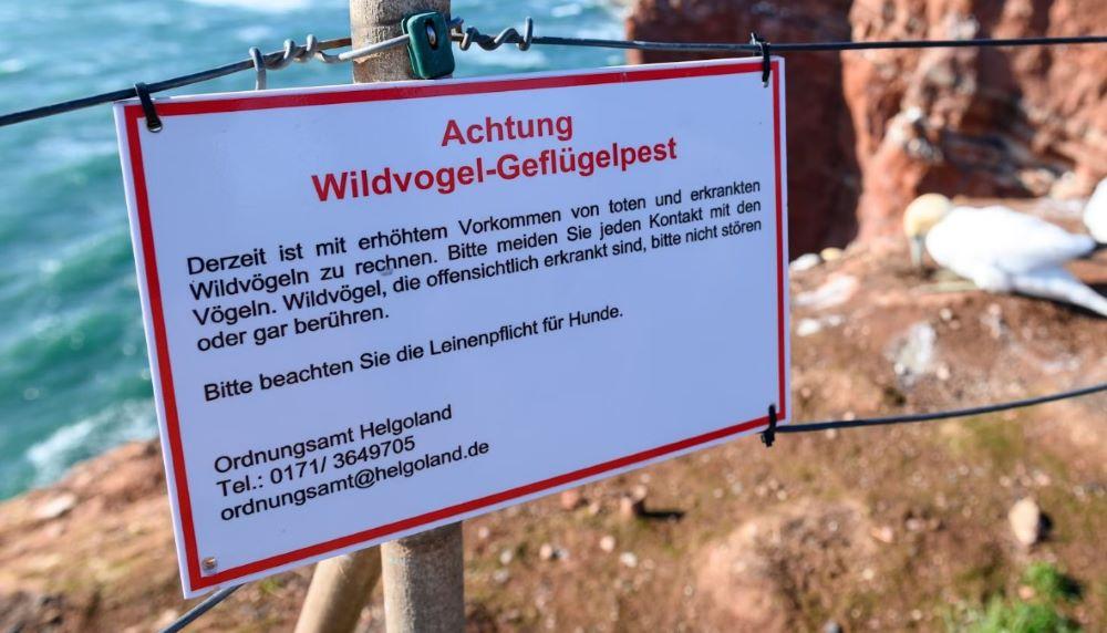 Vogelgrippevirus H3N8 mutiert: Übertragungsrisiko von Mensch zu Mensch wächst Vogelgrippevirus H3N8 mutiert: Übertragungsrisiko von Mensch zu Mensch wächst