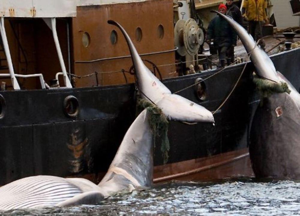 Island nimmt den Walfang unter strengeren Regeln wieder auf, um "den Tierschutz zu verbessern" Island nimmt den Walfang unter strengeren Regeln wieder auf, um "den Tierschutz zu verbessern"