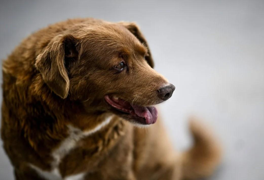 Bobi wurde im Februar zum ältesten Hund aller Zeiten erklärt Bobi, der älteste Hund der Welt, ist im Alter von 31 Jahren gestorben