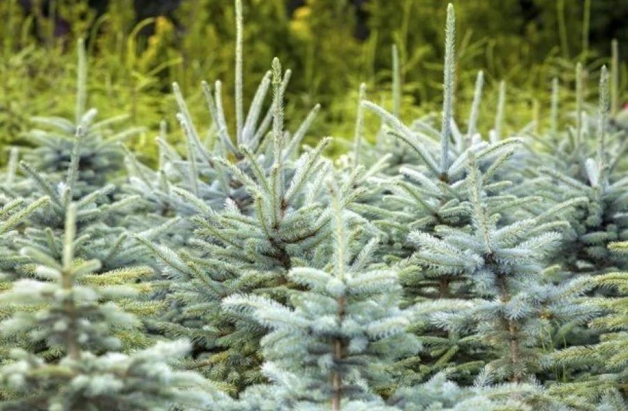 Bei der Weihnachtsbaumfrage legen die Menschen aus Sicht des Gartenbauverbandes immer mehr Wert auf Nachhaltigkeit Hat der Baum ein dichtes Nadelkleid, eine schöne Spitze und einen geraden Wuchs?