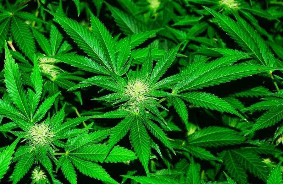 Medizinerverbände warnen vor allem vor Gesundheitsgefahren Geplante Cannabis-Freigabe in Deutschland - Mächtige Verbände stemmen sich dagegen