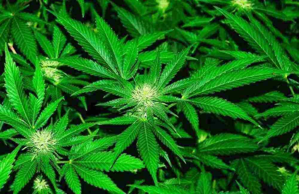 Wichtig für die weiteren parlamentarischen Beratungen sind also insbesondere die Stellungnahmen, die den Gesetzentwurf grundsätzlich unterstützen Cannabislegalisierung - Diese Kritikpunkte wird sich die Ampel genau anschauen