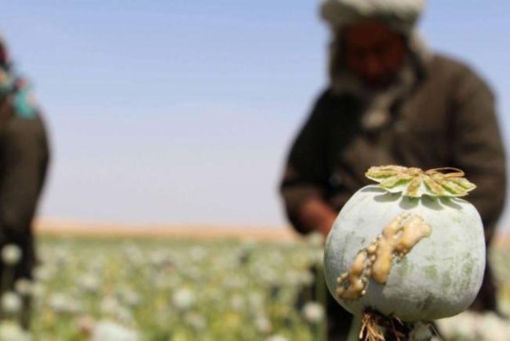 In dem von Krieg und Armut geplagten Land gilt der Anbau der Droge als sehr rentabel und trägt zum Überleben vieler Bauern bei Taliban machen laut Angaben der UN große Fortschritte im Kampf gegen die Opiumgewinnung