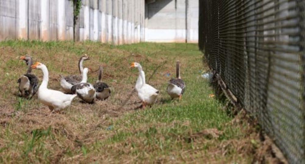 Vorsicht vor der wachsamen Gans: Mit lautem Schnattern und Drohgebärden zeigt das Federvieh Gefahren oder Fremde an. Das machte sich ein Gefängnis nun Zunutze. Gänse auf Patrouille: Gefängnis nutzt statt Wachhunden nun das Federvieh
