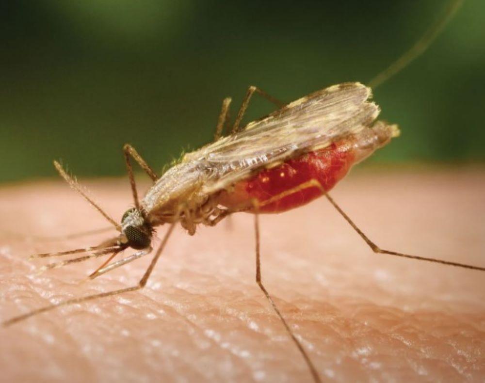 Die Weltgesundheitsorganisation (WHO) warnt vor einer Verbreitung bestimmter Stechmücken in Europa und damit einem Anstieg der Dengue-Fälle. Die Gefahr wachse durch den Klimawandel und die damit verbundenen steigenden Temperaturen, sagte WHO-Spezialistin Diana Rojas in Genf. Ausbreitung von Dengue-Fieber in Europa -WHO warnt