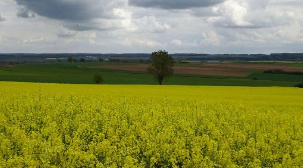 Sprit aus Pflanzen und Bioabfall machen – das galt einmal als gute Idee, um das Klima zu schützen. Doch Sprit aus Energiepflanzen kommt zunehmend in Verruf. Auch das Ausweichen auf vermeintliche Reststoffe hilft nicht weiter. Umweltschützer fordern strengere Regeln bei der Förderung fortschrittlicher Kraftstoffe. Raps auf einem Feld